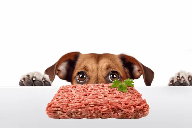 Can Dogs Eat Ground Beef