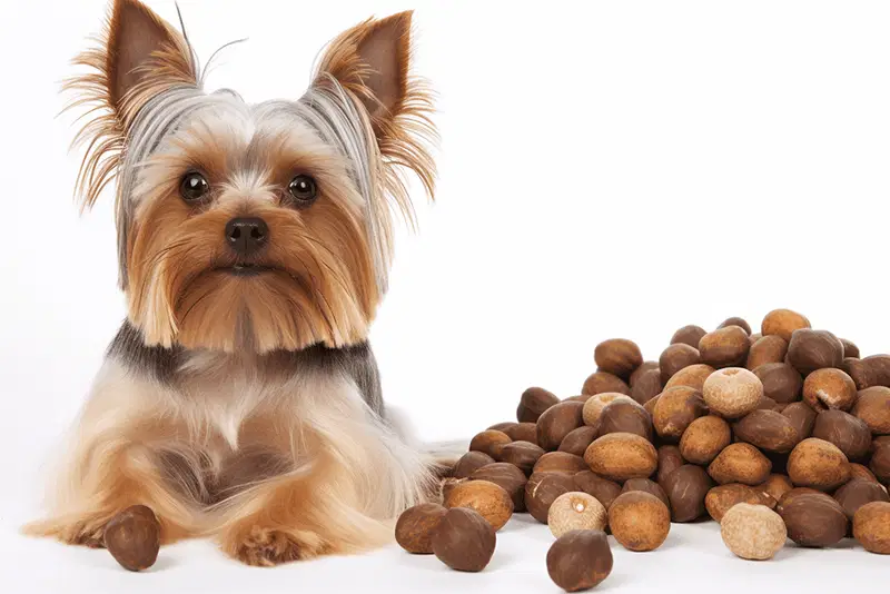 What You Need To Remember about dogs and nuts