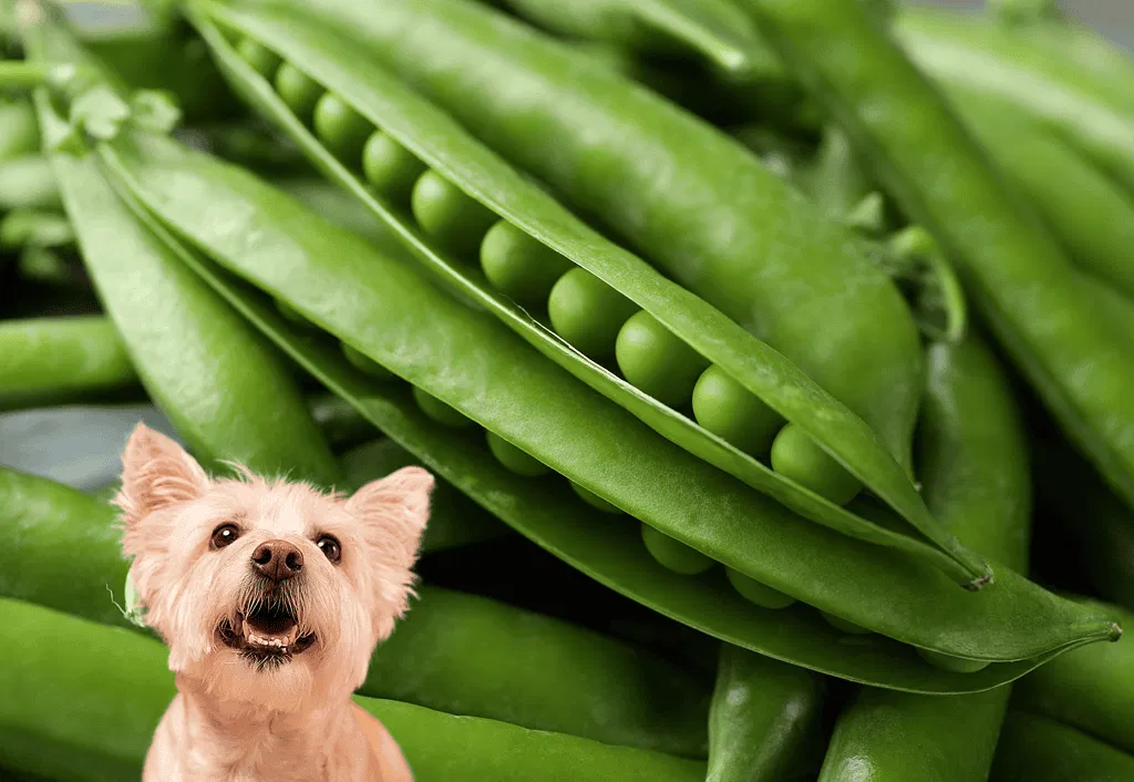 Pea Pods Friend or Foe
