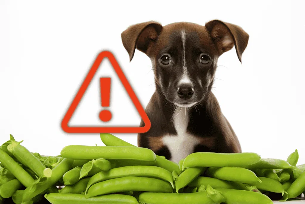 Potential Concerns of Feeding Dogs Snap Peas