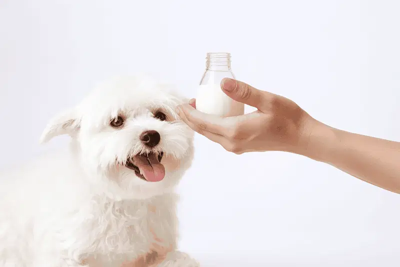dog's itchy skin