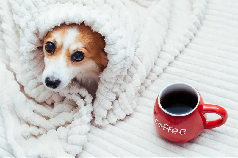 Can Dogs Have Coffee
