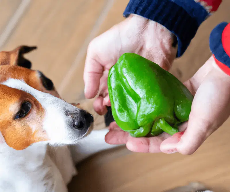 a tiny bit of green pepper