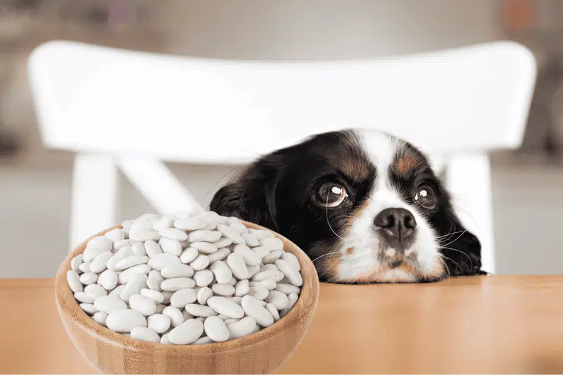Can Dogs Eat Lima Beans