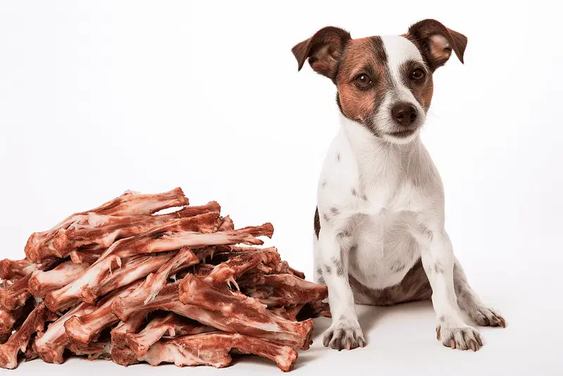 Can Dogs Have Rib Bones