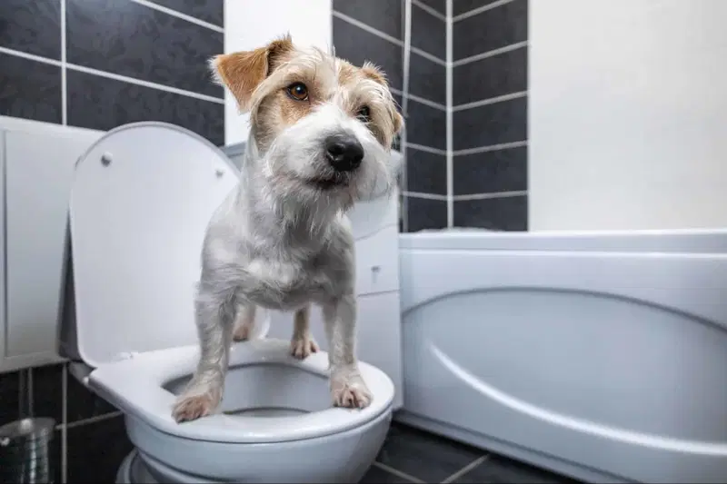 What Can I Give My Dog for Diarrhea