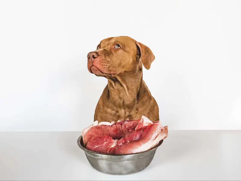 Can Dogs Eat Raw Meat