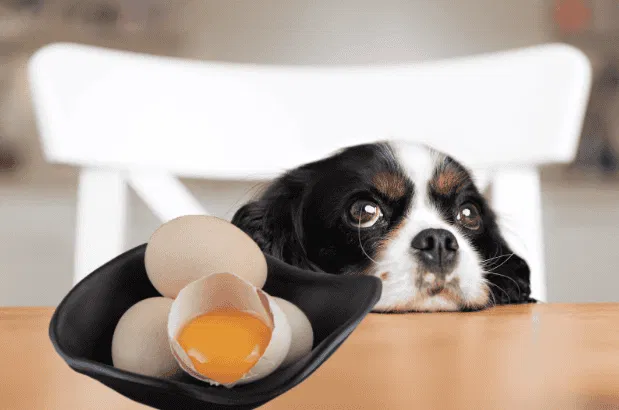 Stomach Upset + Raw Egg. Good Idea