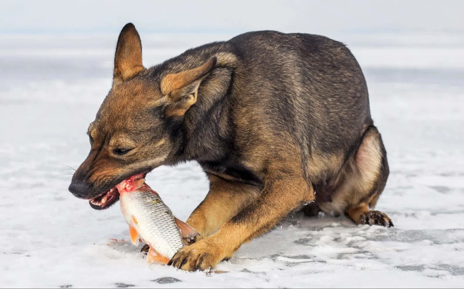 Can Dogs Eat Fish