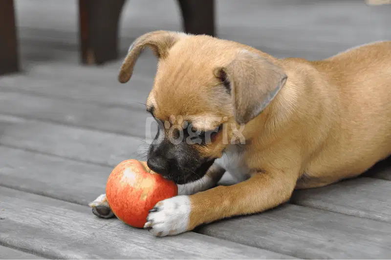 Can Dogs Eat Apples
