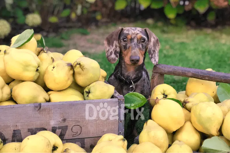 Can Dogs Eat Pears