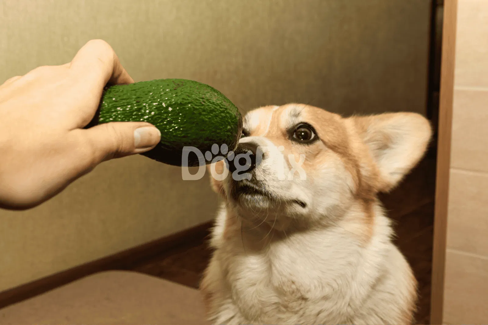 Can Dogs Eat Avocados