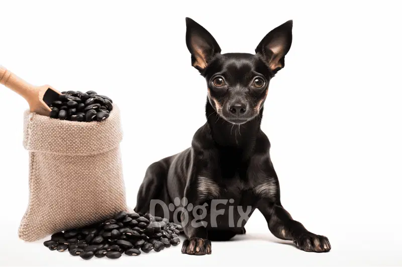 Can Dogs Eat Black Beans