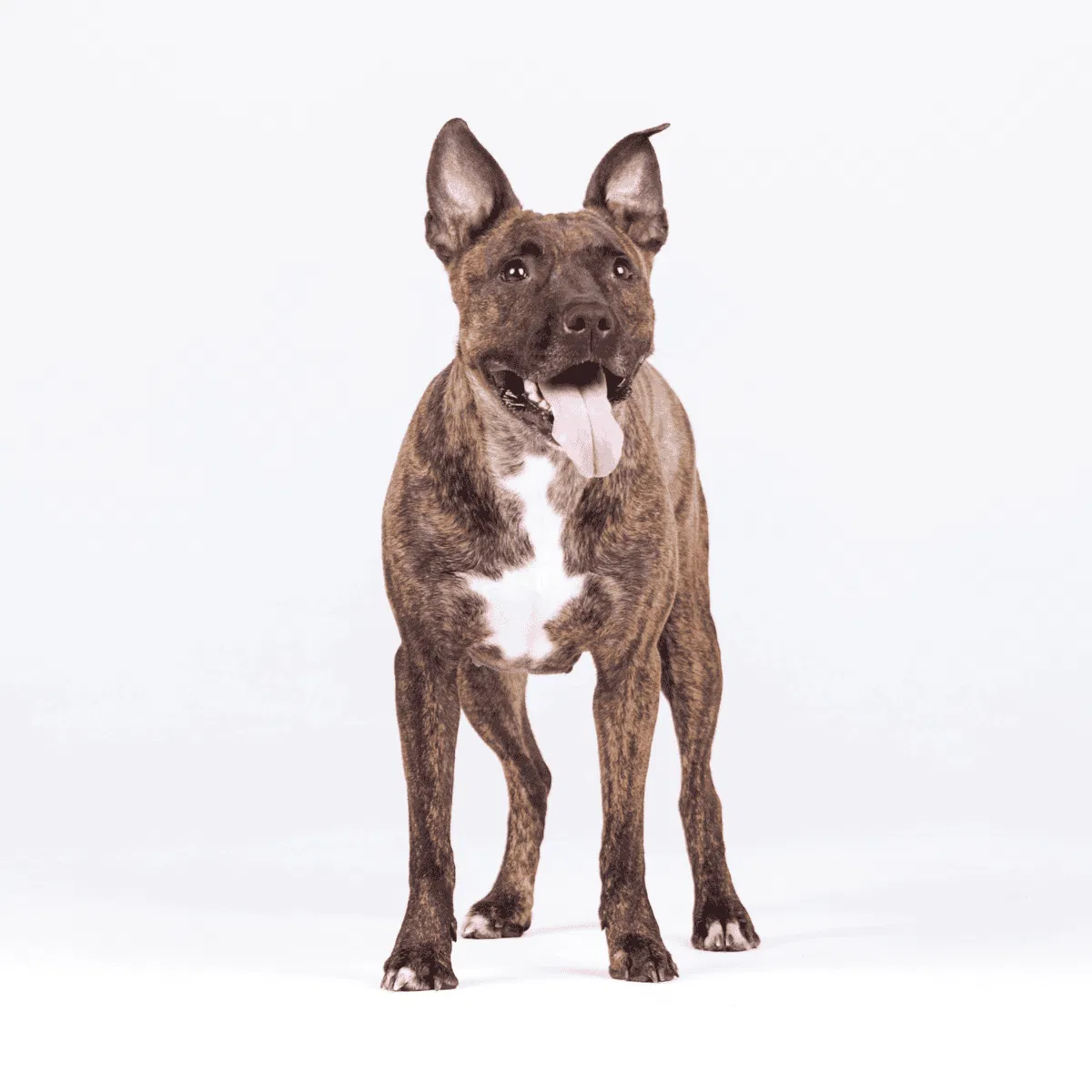 American Staffordshire Terrier Gallery