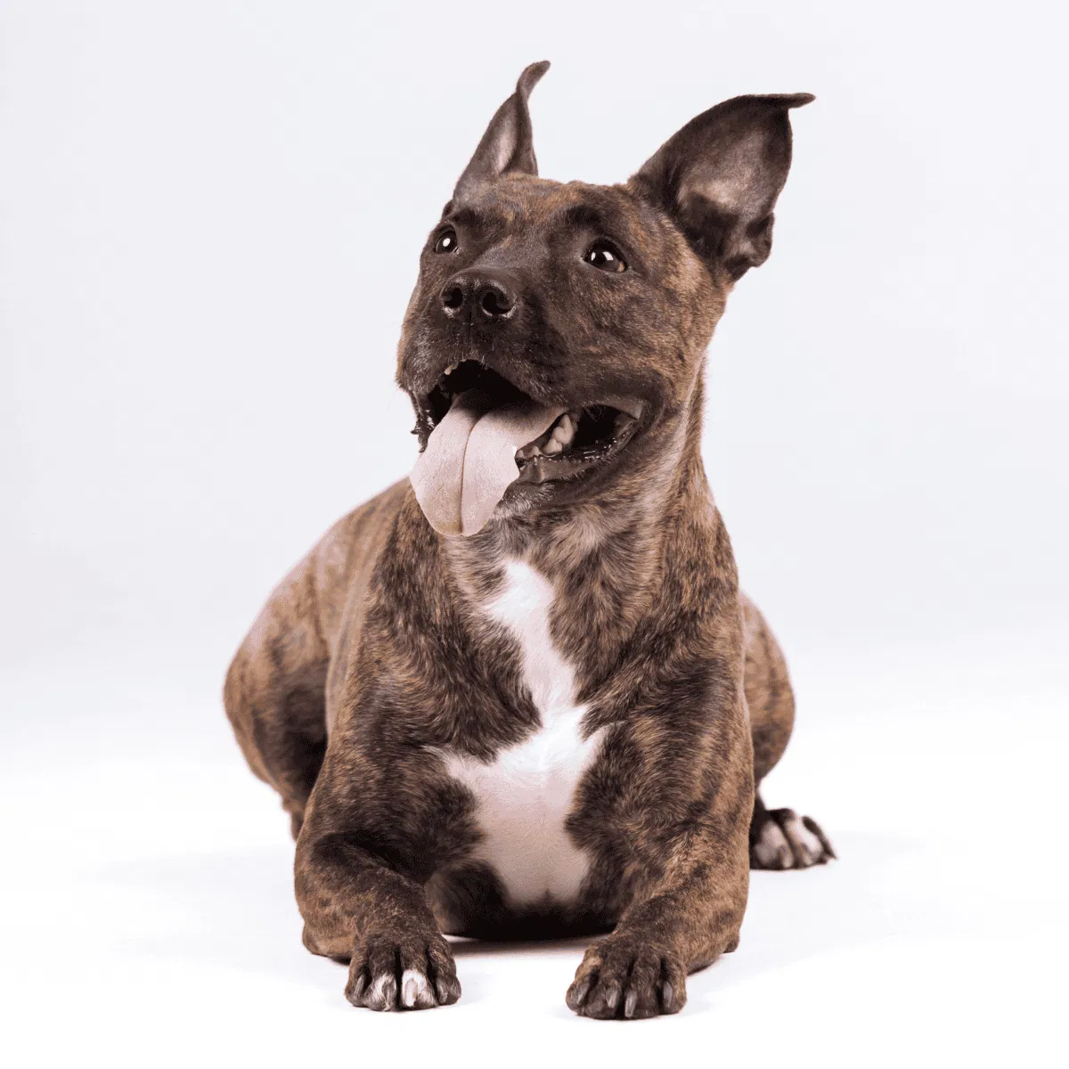 American Staffordshire Terrier Gallery