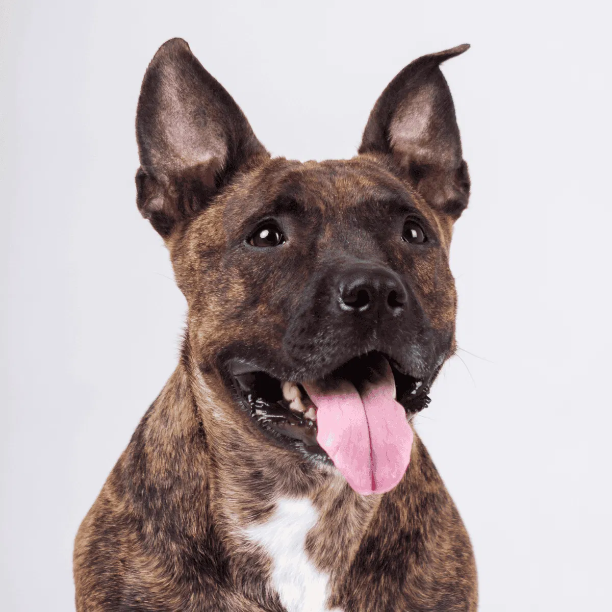 American Staffordshire Terrier Gallery