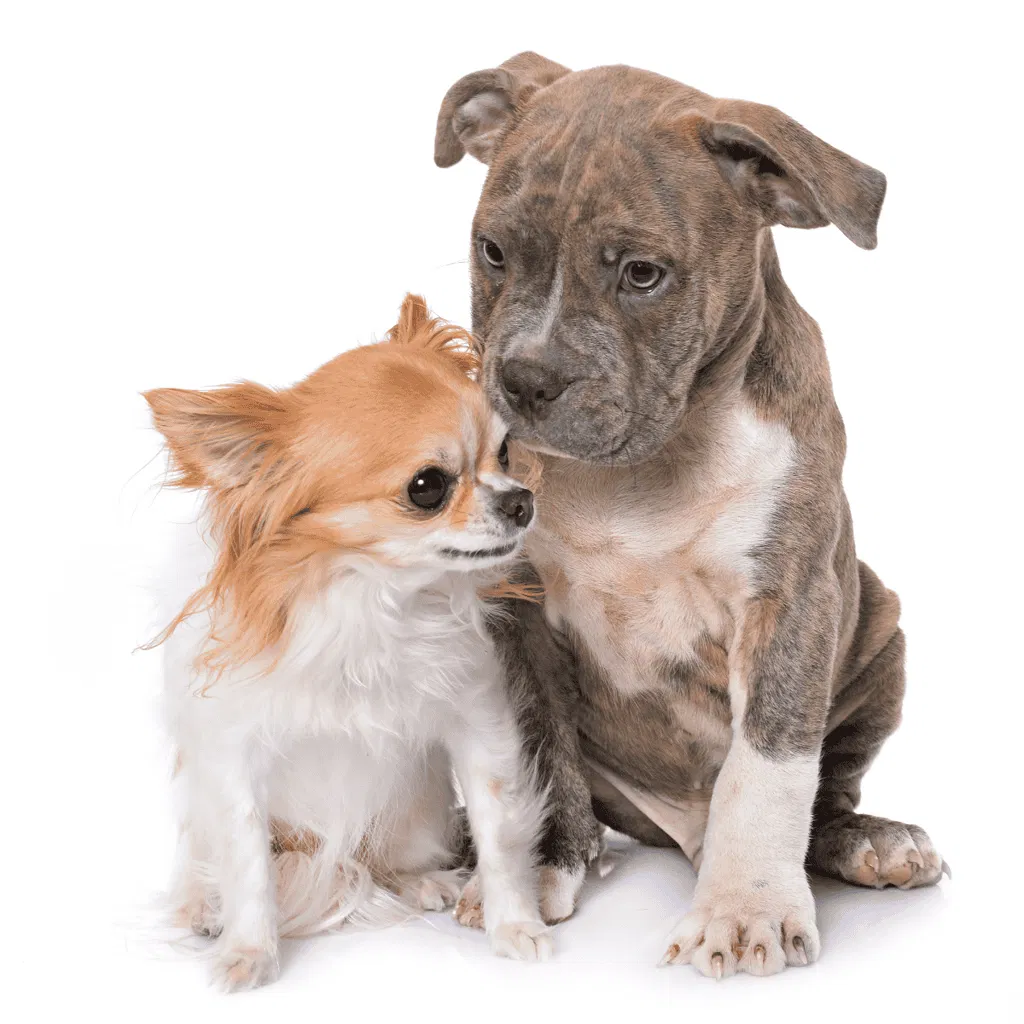 American Staffordshire Terrier Does This Breed Get Along With Other Pets