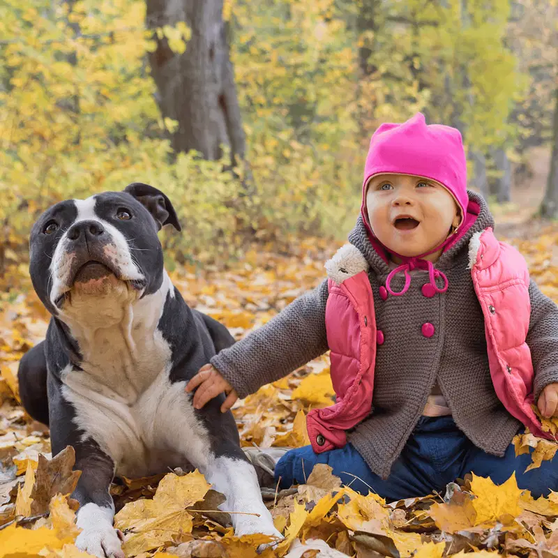 American Staffordshire Terrier Are These Dogs Good For Families