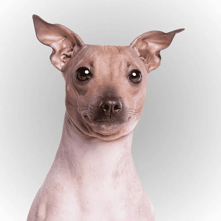 American Hairless Terrier