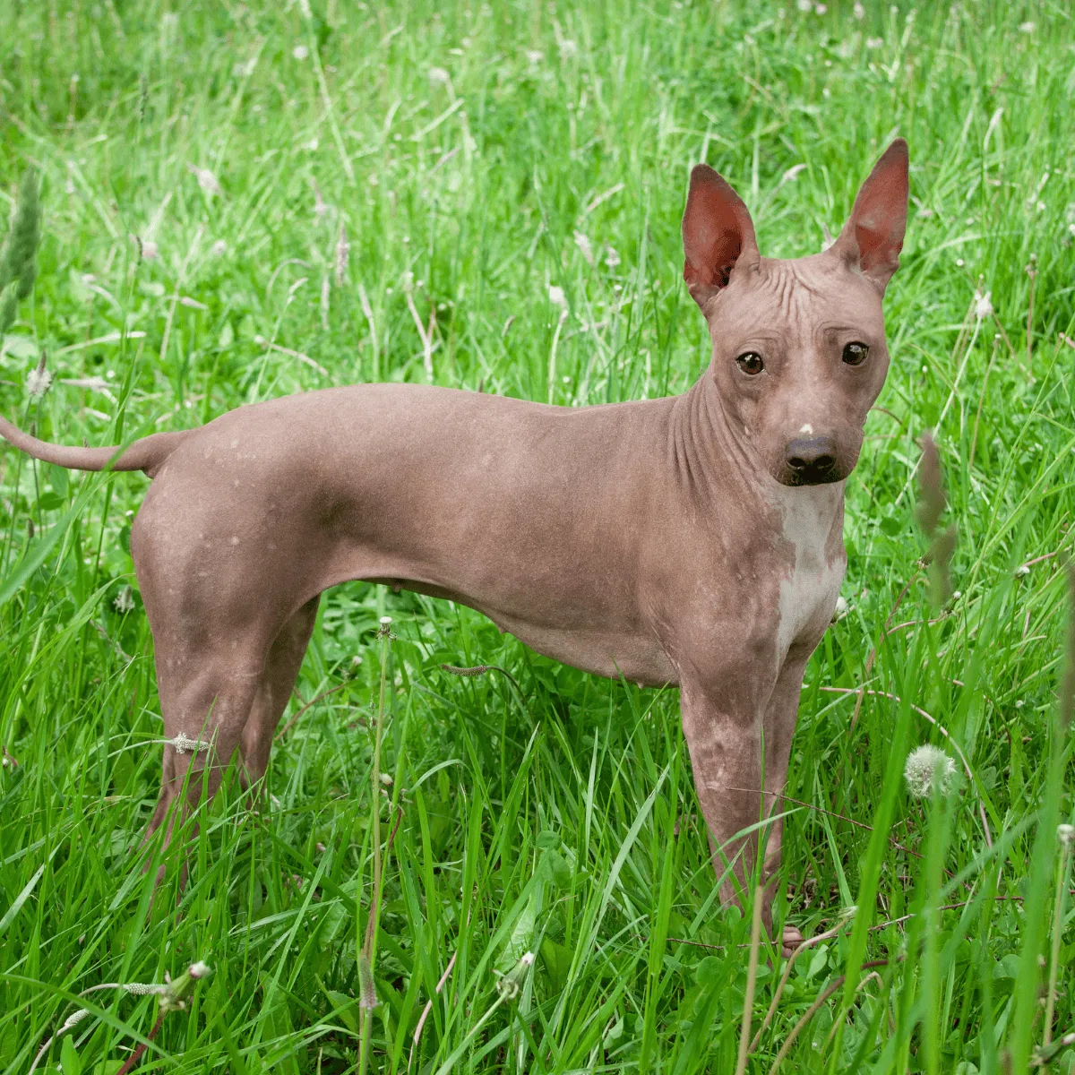 American Hairless Terrier Gallery