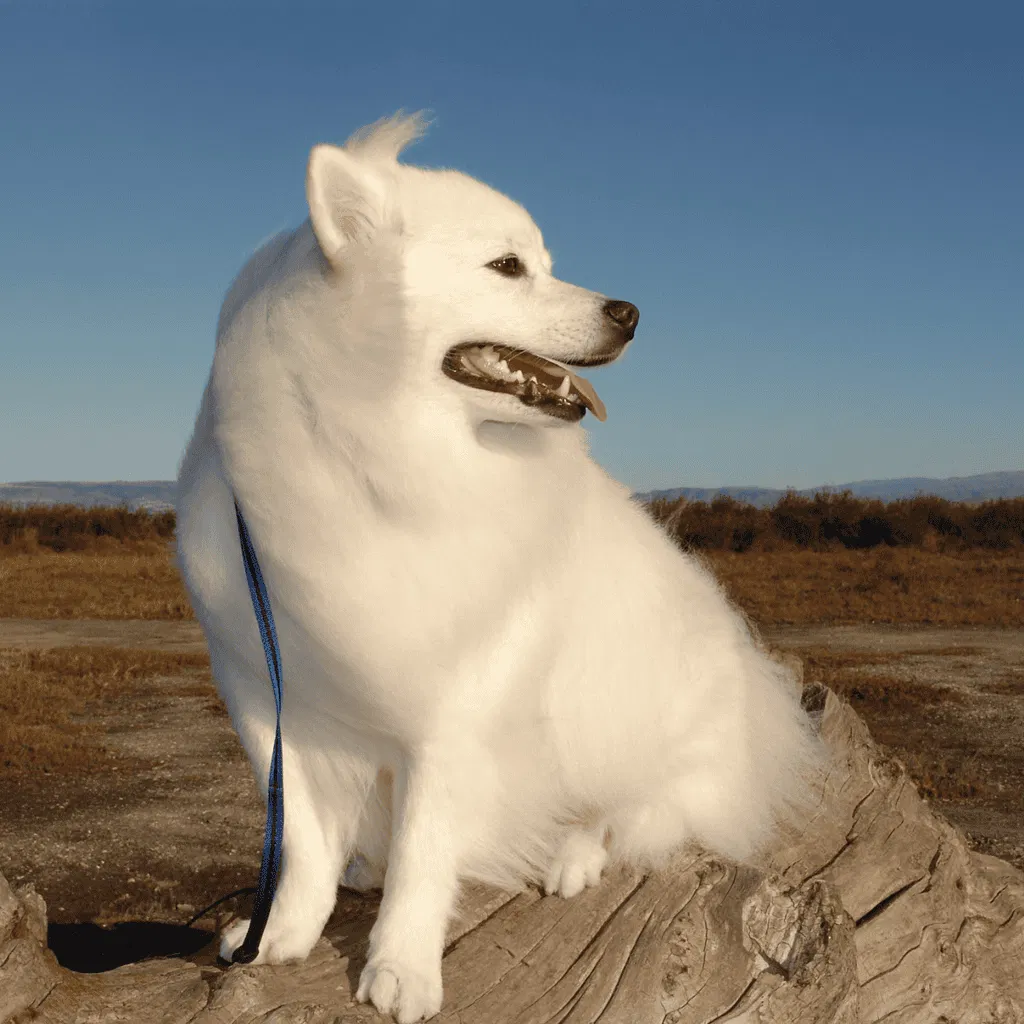 American Eskimo Exercise