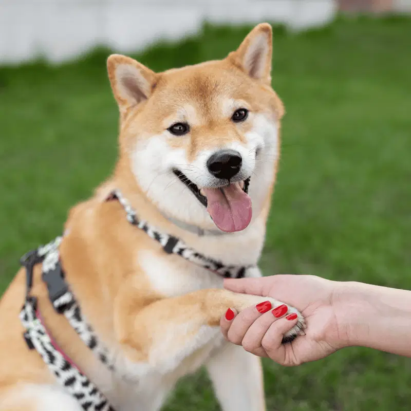Akita