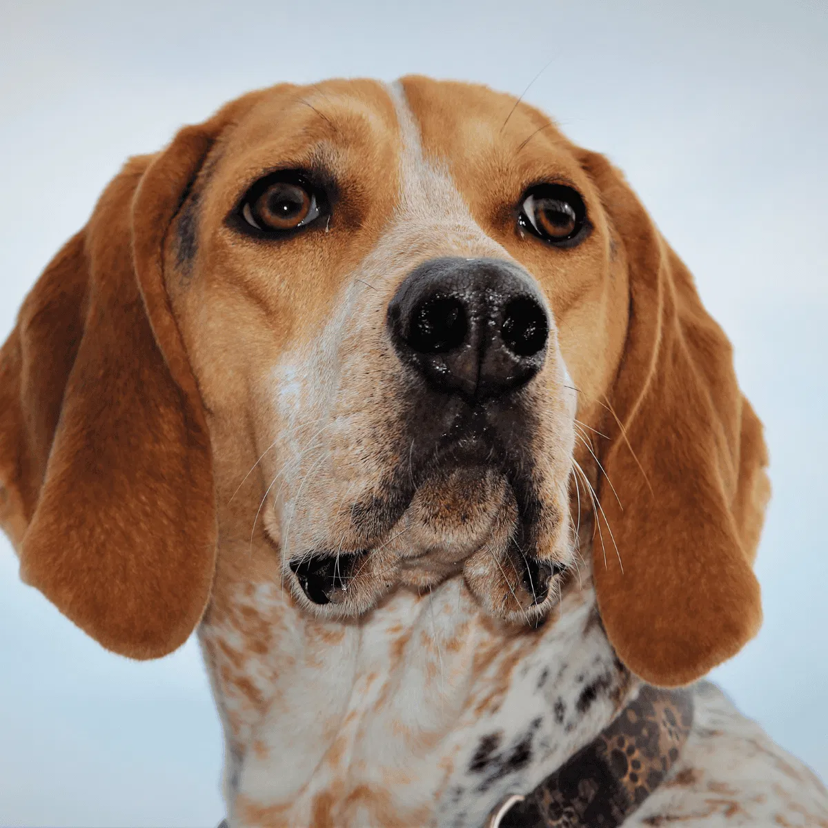 American English Coonhound Gallery