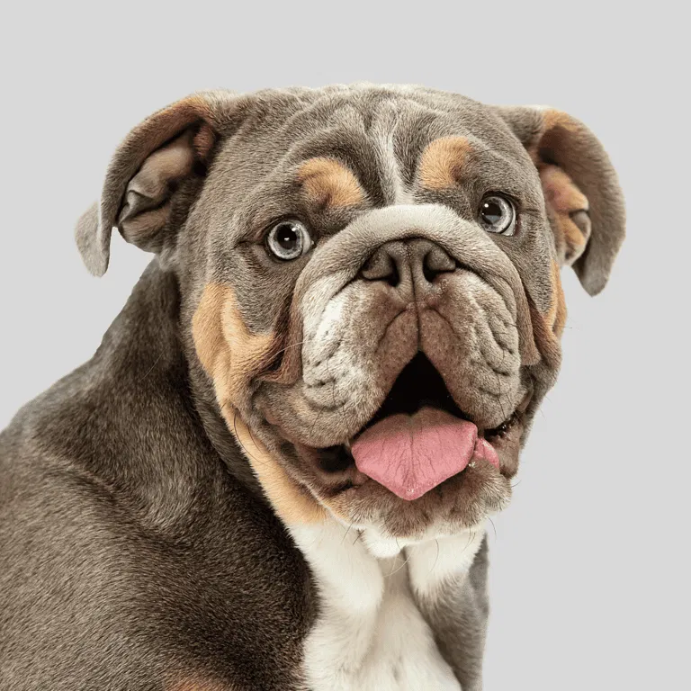 American Bulldog