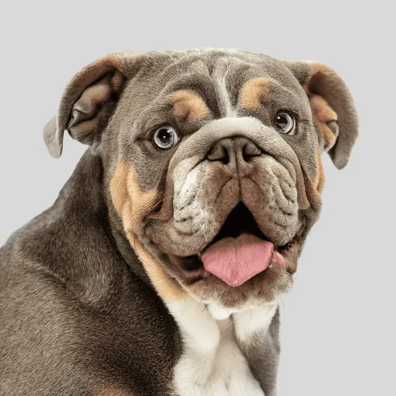 American Bulldog
