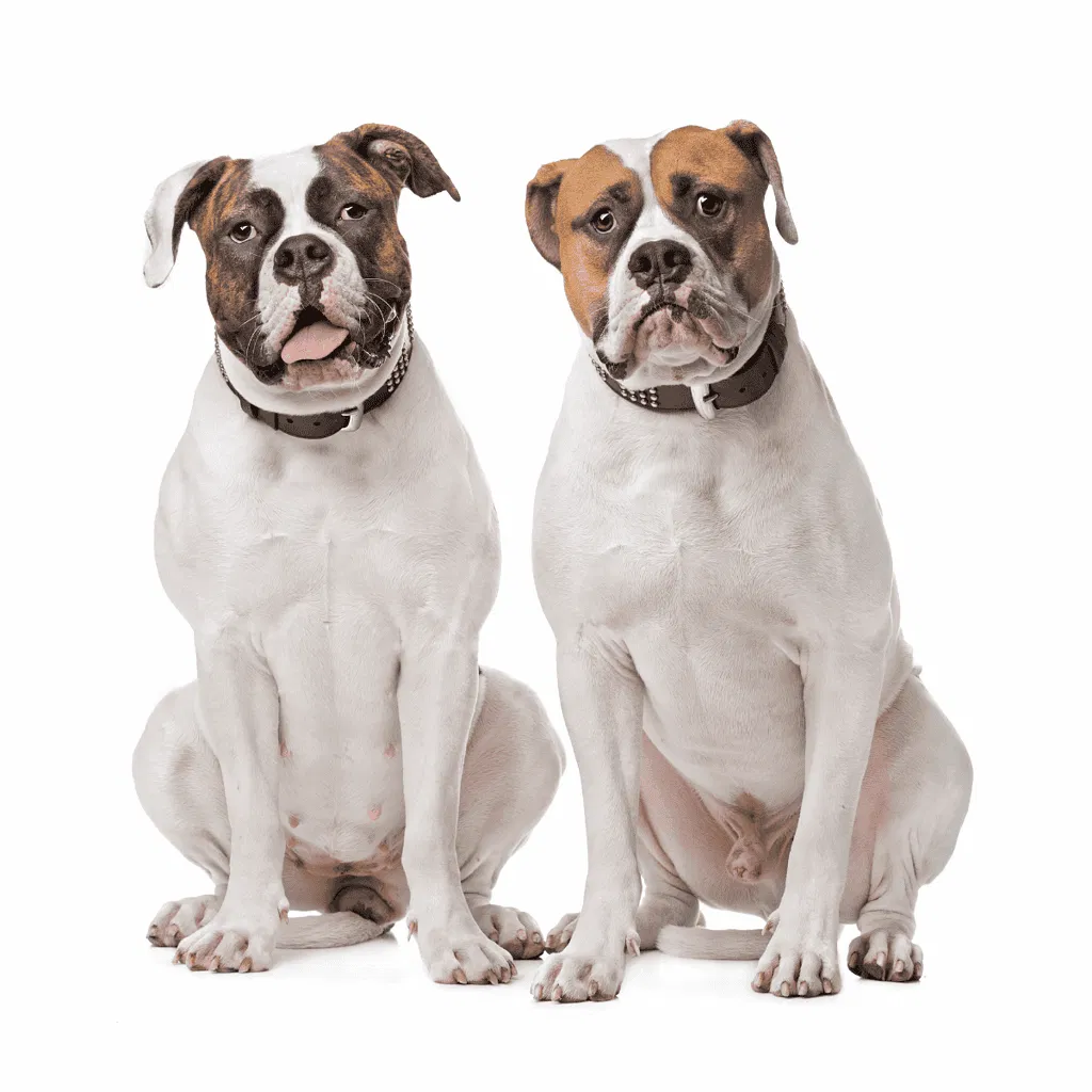 American Bulldog Male Vs. Female