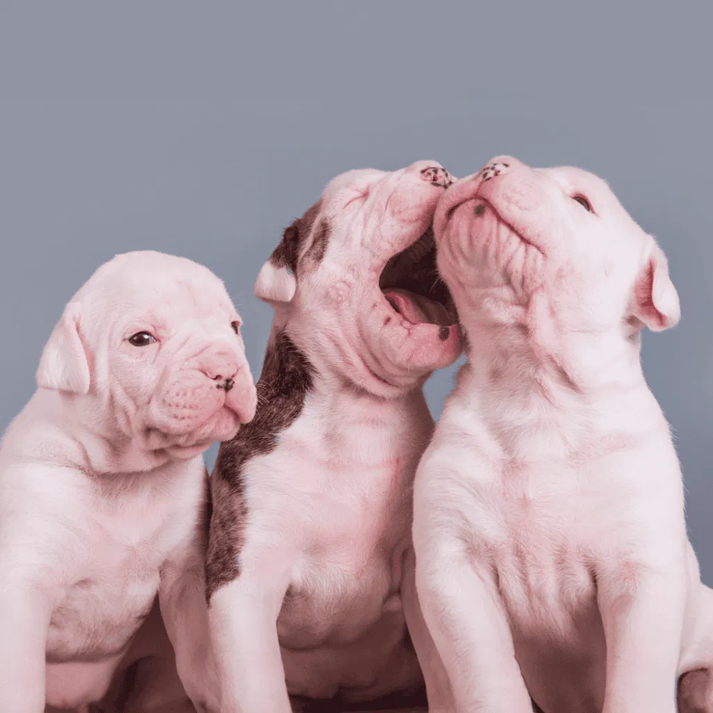 American Bulldog Puppies