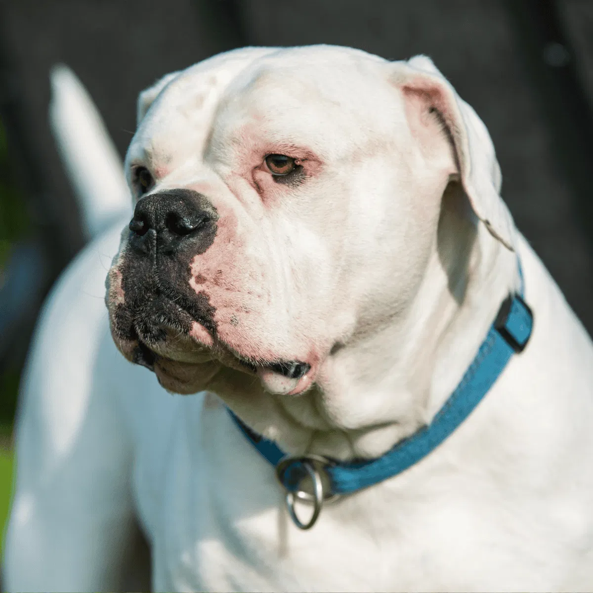 American Bulldog Gallery