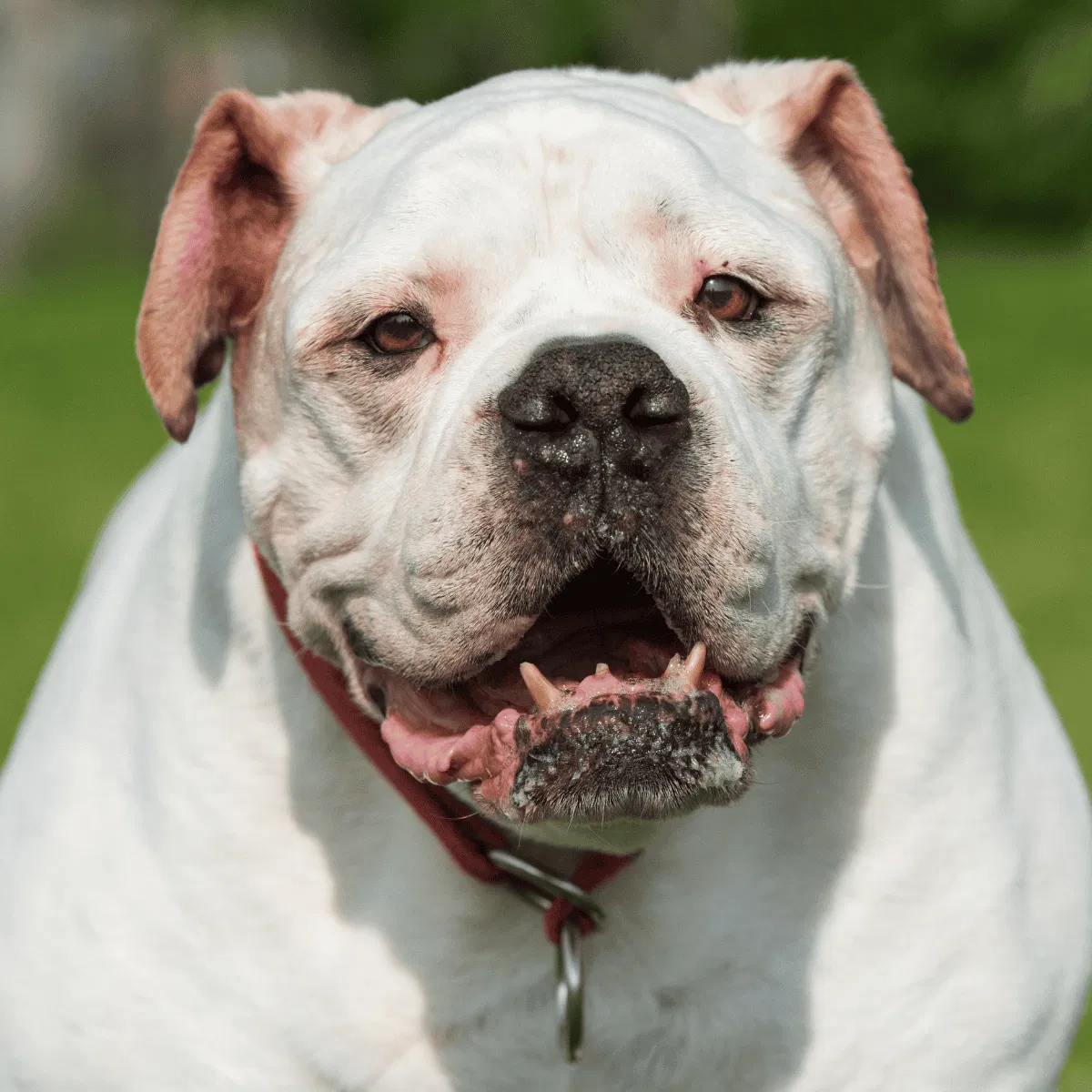 American Bulldog Gallery