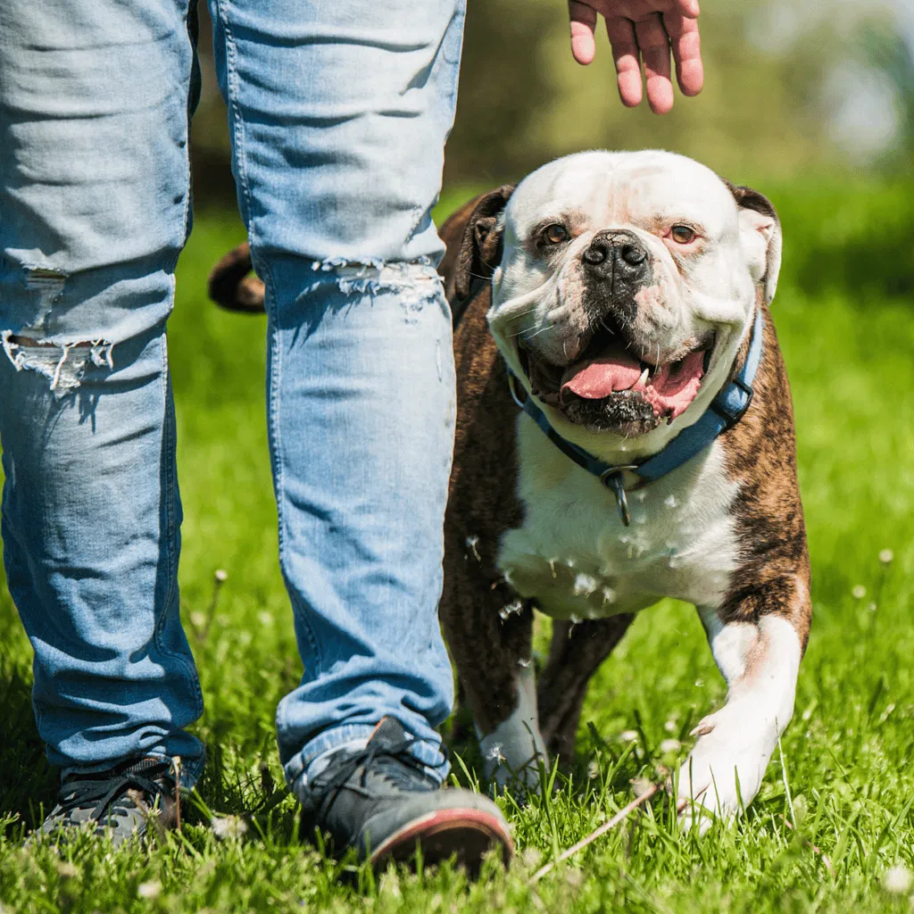 American Bulldog Exercise