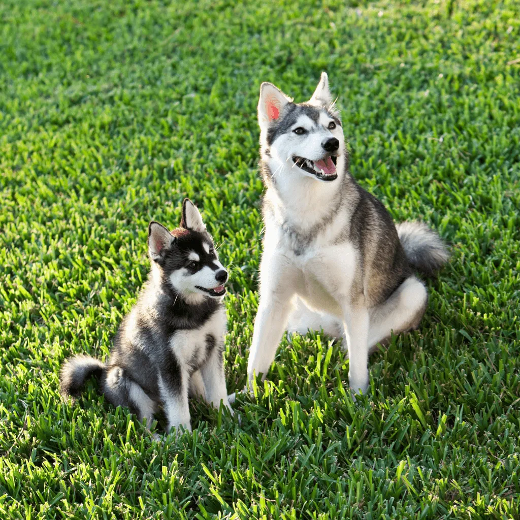 Alaskan Klee Kai They Are Not Huskies