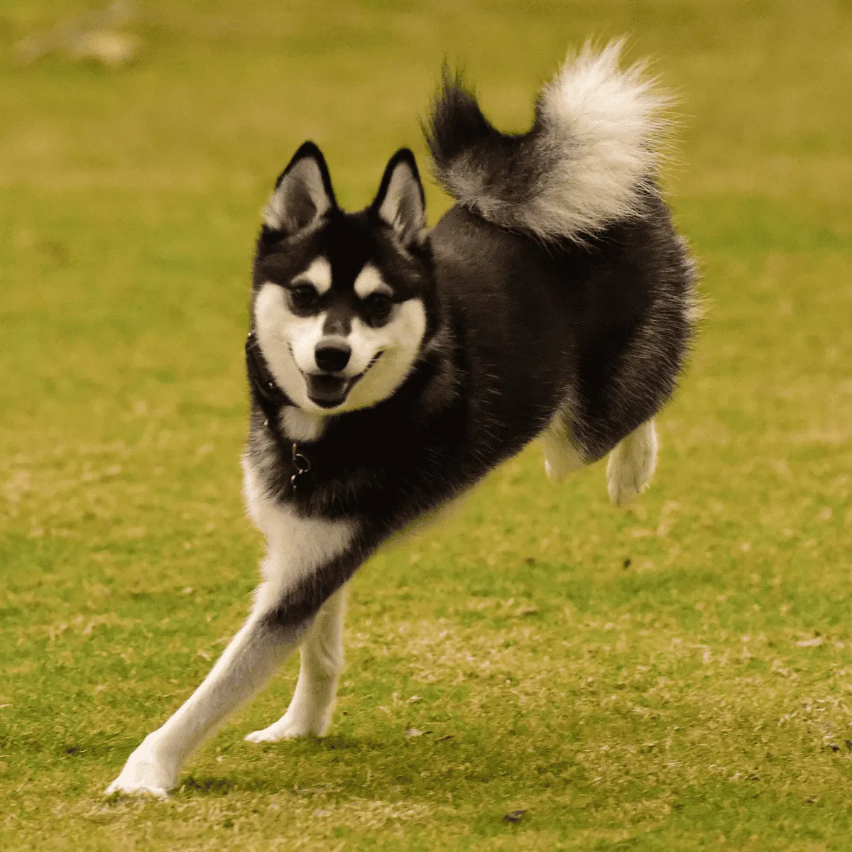 Alaskan Klee Kai Gallery