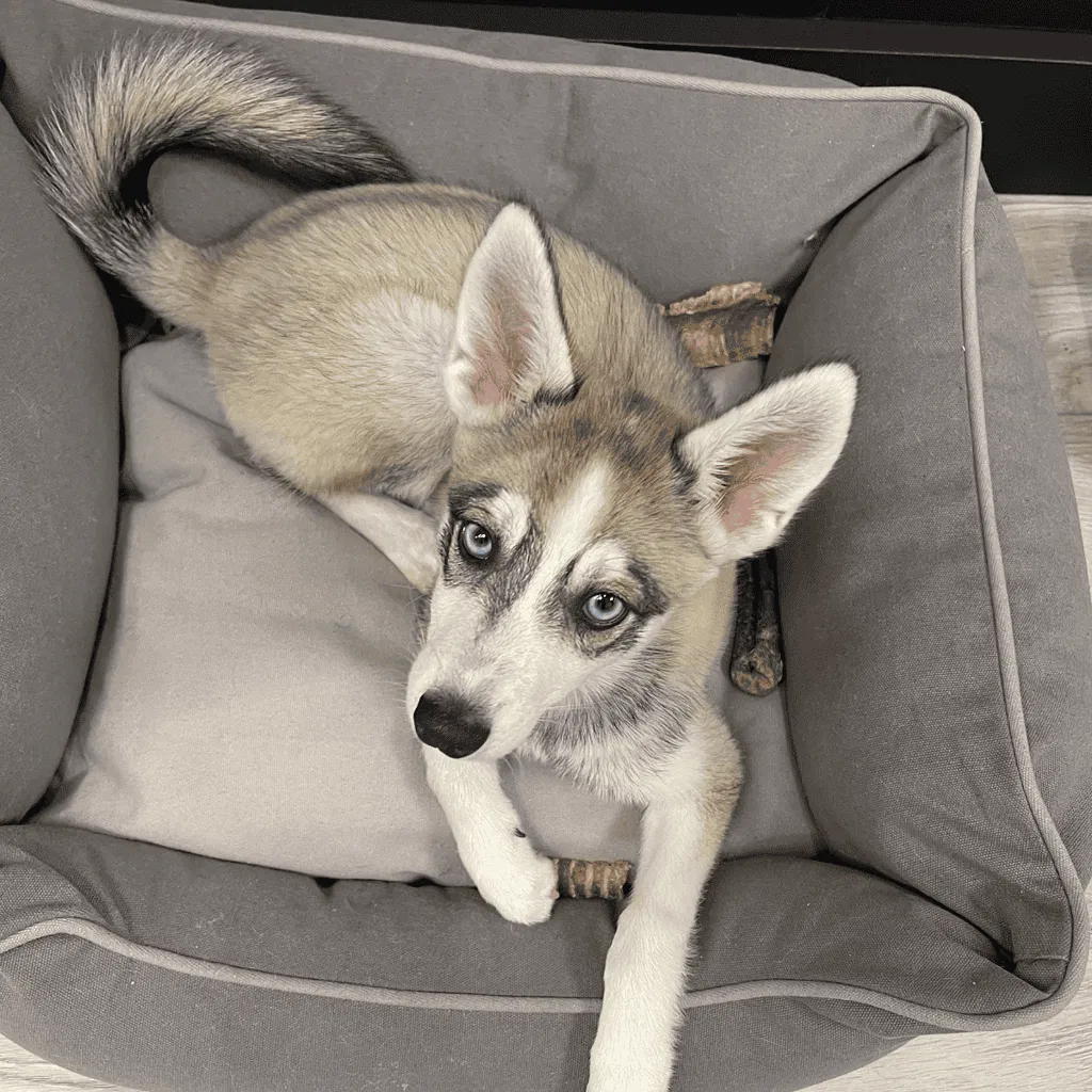 Alaskan Klee Kai Final Thoughts