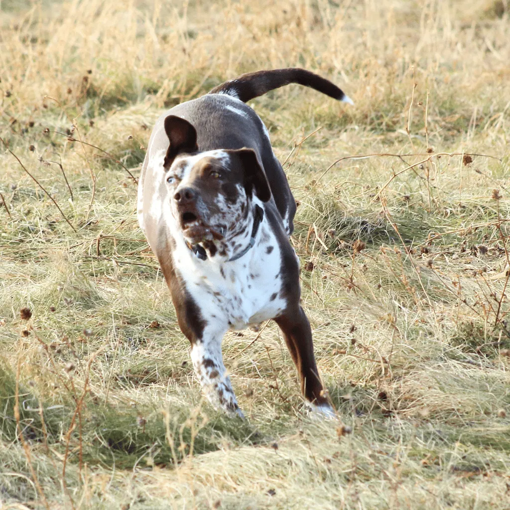 Temperament & Intelligence Of The American Leopard Hound