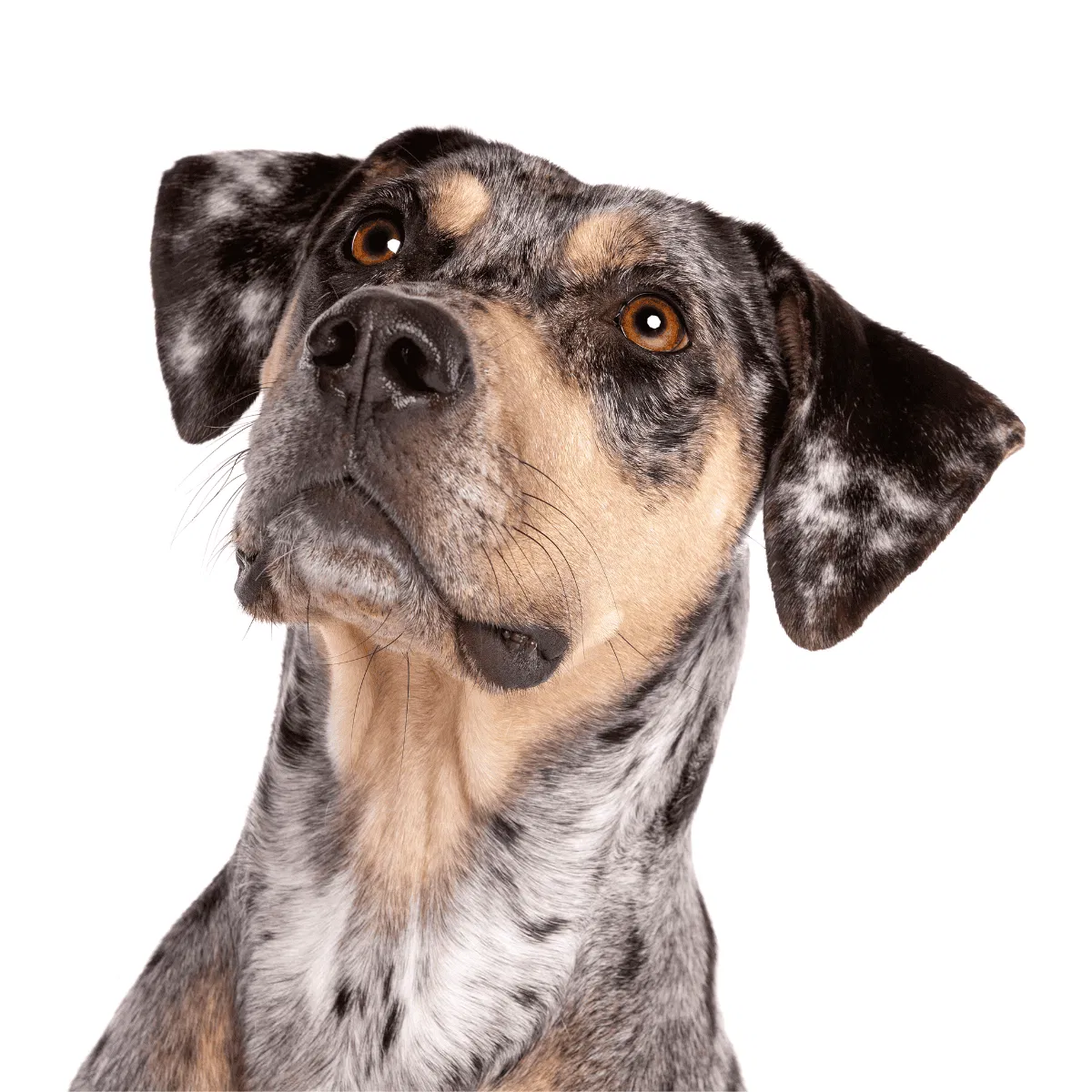 American Leopard Hound Gallery