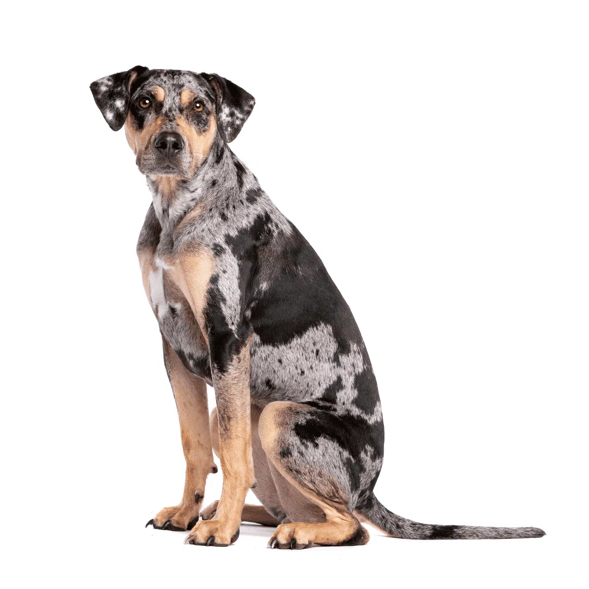 American Leopard Hound Gallery