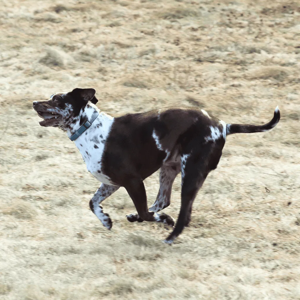 American Leopard Hound Exercise