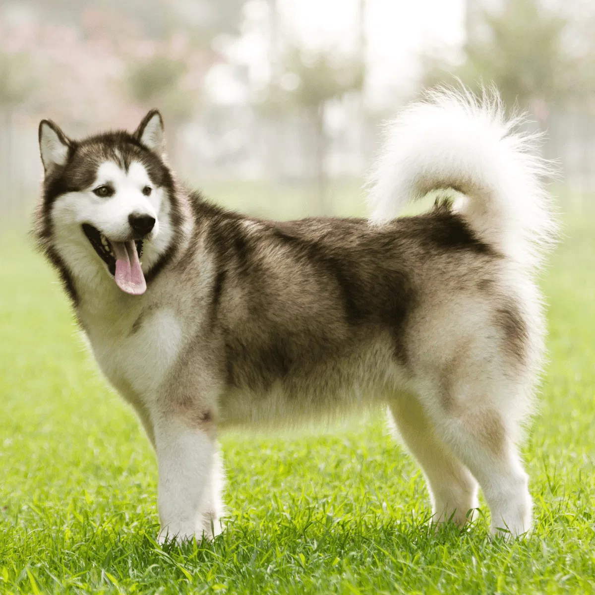 Alaskan Malamute Gallery