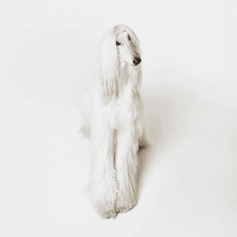 Afghan Hound