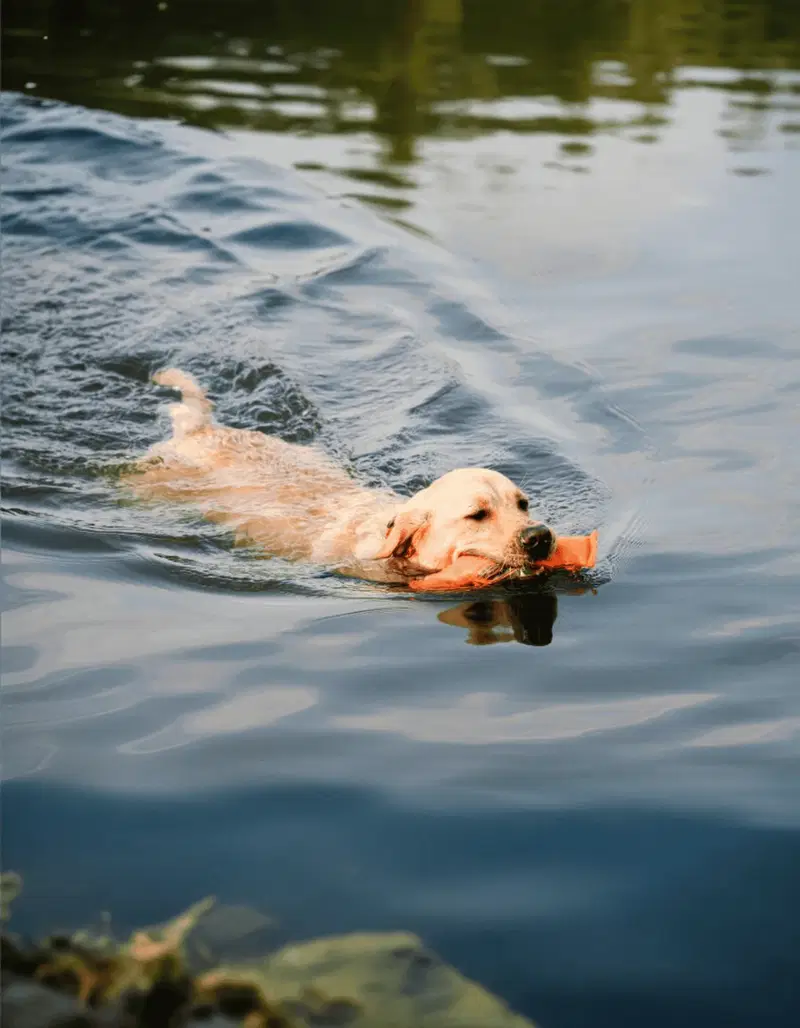 Golden Retriever Gallery
