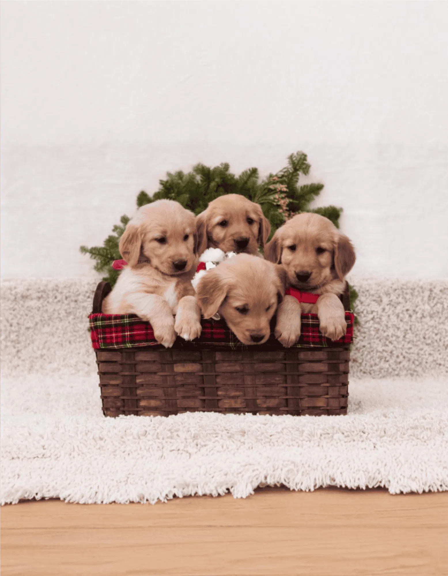 Golden Retriever Gallery 2