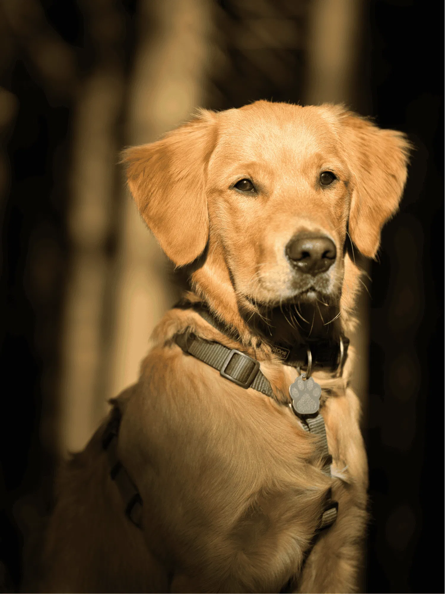 Golden Retriever Gallery 3