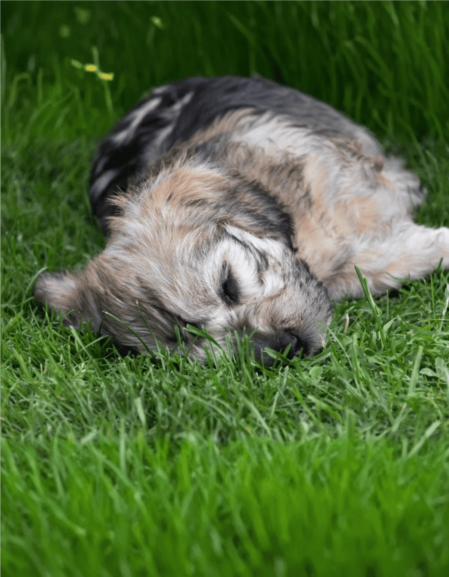 Dandie Dinmont Terrier Gallery 3