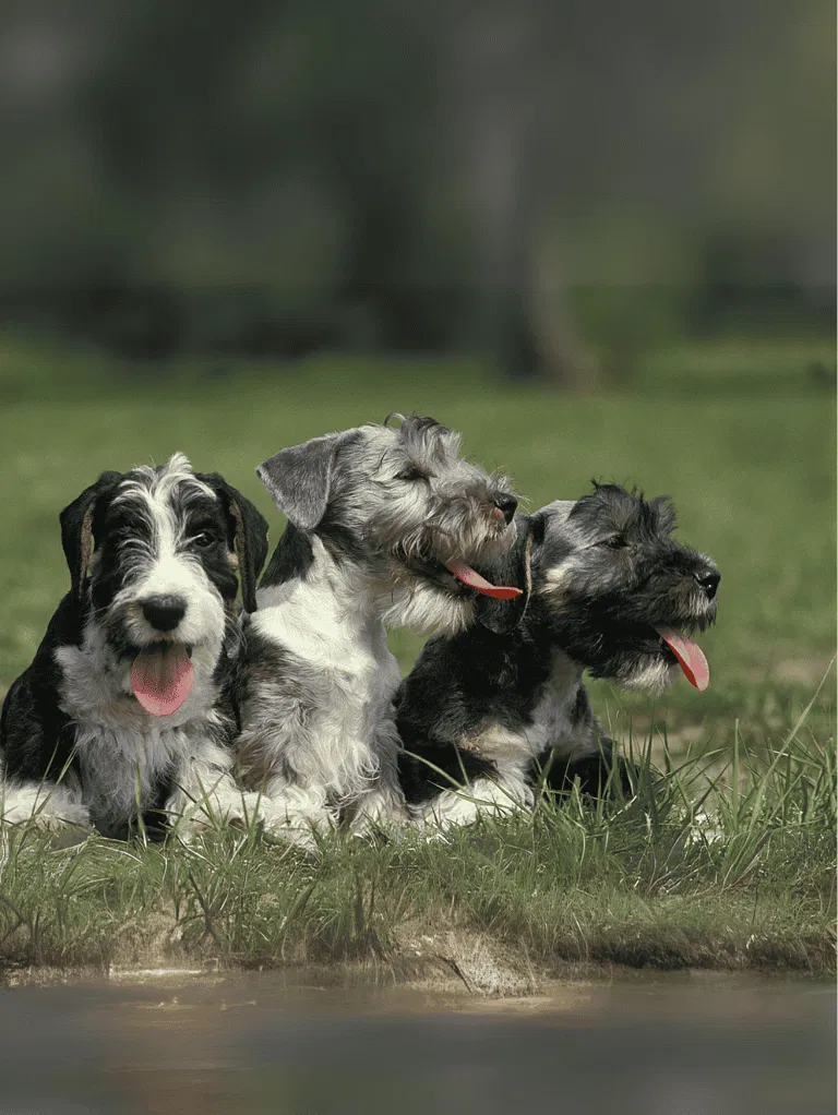Cesky Terrier