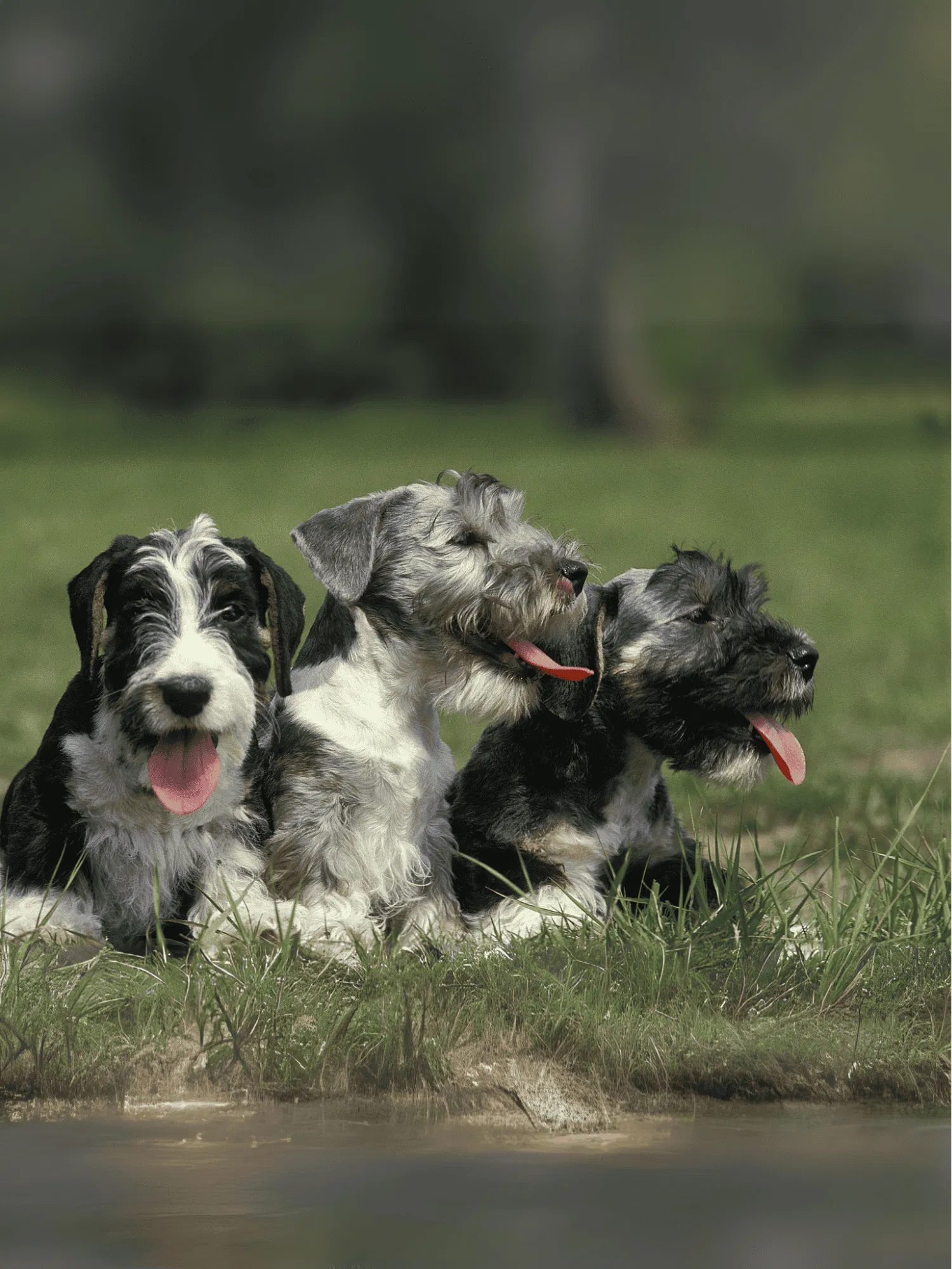 Cesky Terrier