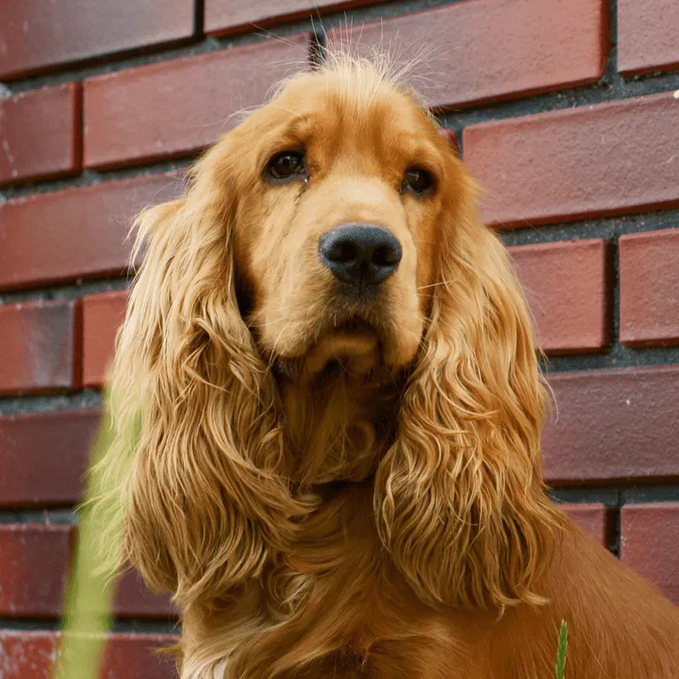 Cocker Spaniel